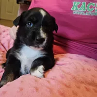 Black Beauty , a female Australian Shepherd for sale in Uxbridge, MA – 2 of 8