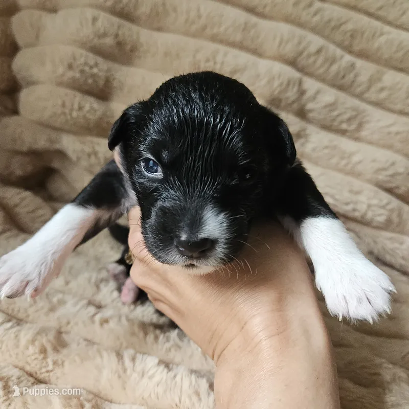 Fiona – Australian Shepherd puppy for sale in Uxbridge, MA
