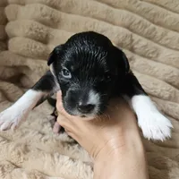 Fiona, a female Australian Shepherd for sale in Uxbridge, MA – 1 of 5