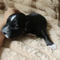 Black Beauty , a female Australian Shepherd for sale in Uxbridge, MA – 2 of 3