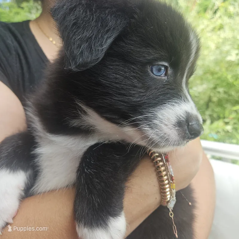 Pepper  – Australian Shepherd puppy for sale in Uxbridge, MA