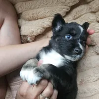 Black Beauty , a female Australian Shepherd for sale in Uxbridge, MA – 8 of 8