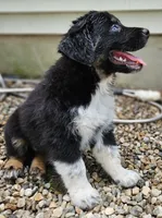 Oreo, a female Australian Shepherd for sale in Uxbridge, MA – 8 of 9