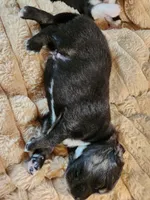 Theo, a male Australian Shepherd for sale in Uxbridge, MA – 6 of 6