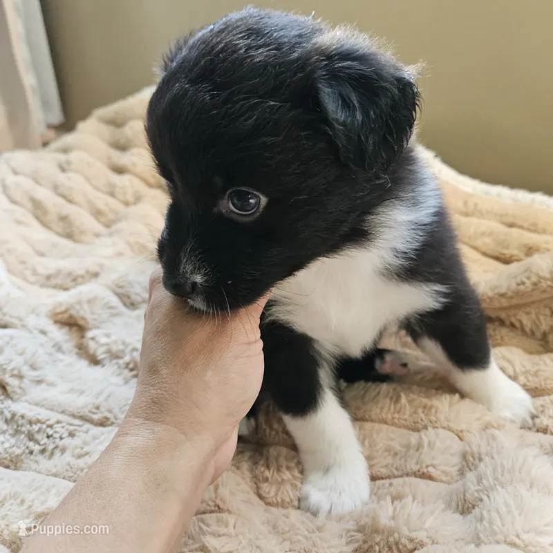 Fiona – Australian Shepherd puppy for sale in Uxbridge, MA