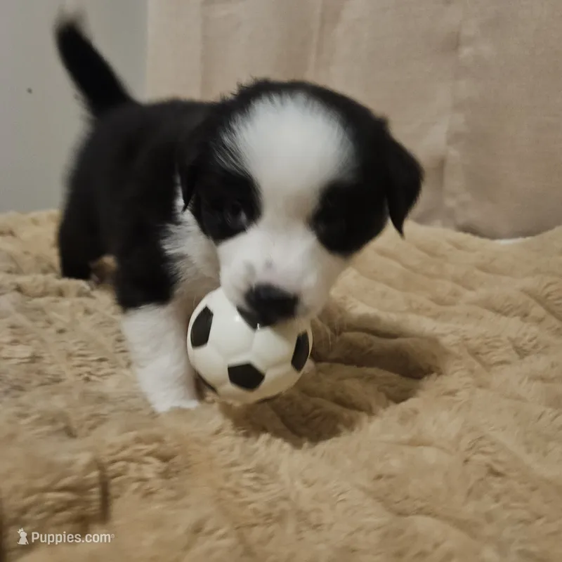Phantom  – Australian Shepherd puppy for sale in Uxbridge, MA