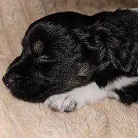 Oreo, a female Australian Shepherd for sale in Uxbridge, MA – 6 of 9