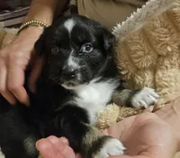 Black Beauty , a female Australian Shepherd for sale in Uxbridge, MA – 4 of 8