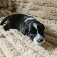 Pepper , a male Australian Shepherd for sale in Uxbridge, MA – 4 of 5