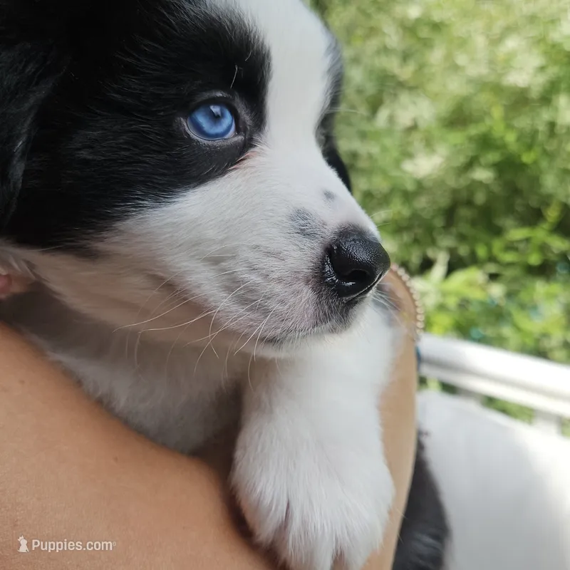 Phantom  – Australian Shepherd puppy for sale in Uxbridge, MA