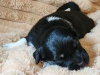 Oreo, a female Australian Shepherd for sale in Uxbridge, MA – 2 of 7