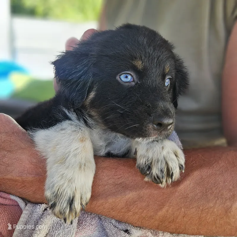 Oreo – Australian Shepherd puppy for sale in Uxbridge, MA