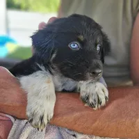 Oreo, a female Australian Shepherd for sale in Uxbridge, MA – 9 of 9