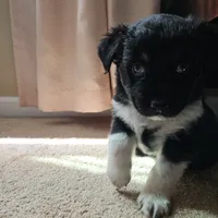 Oreo, a female Australian Shepherd for sale in Uxbridge, MA – 7 of 9