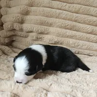 Phantom , a male Australian Shepherd for sale in Uxbridge, MA – 5 of 7