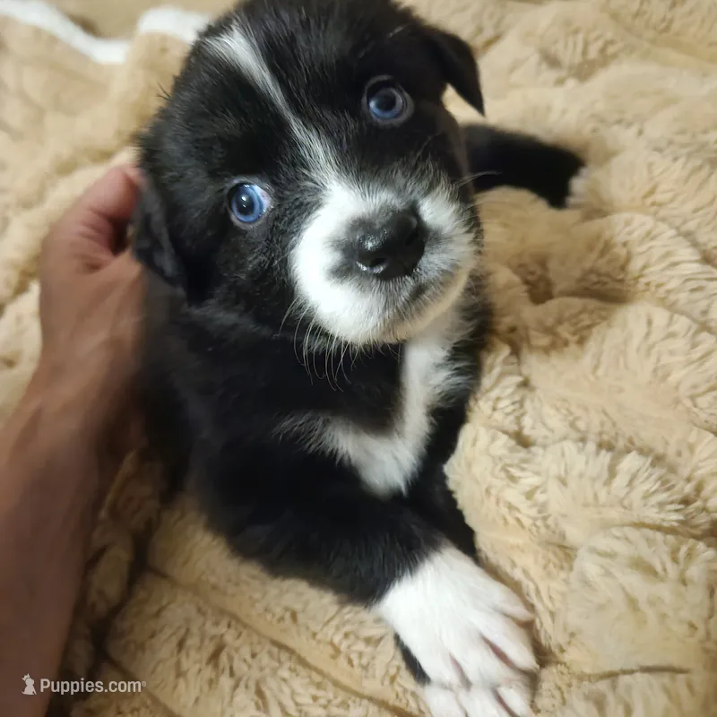 Pepper  – Australian Shepherd puppy for sale in Uxbridge, MA