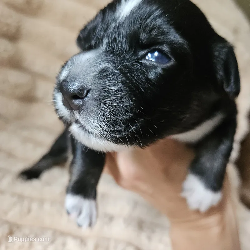 Black Beauty  – Australian Shepherd puppy for sale in Uxbridge, MA