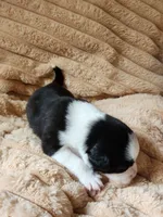 Phantom , a male Australian Shepherd for sale in Uxbridge, MA – 7 of 7