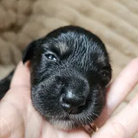 Theo, a male Australian Shepherd for sale in Uxbridge, MA – 2 of 6