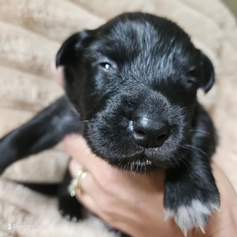 Bear – Australian Shepherd puppy for sale in Uxbridge, MA