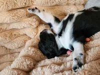 Oreo, a female Australian Shepherd for sale in Uxbridge, MA – 7 of 7