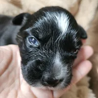 Black Beauty , a female Australian Shepherd for sale in Uxbridge, MA – 3 of 3