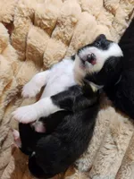 Bella , a female Australian Shepherd for sale in Uxbridge, MA – 5 of 5