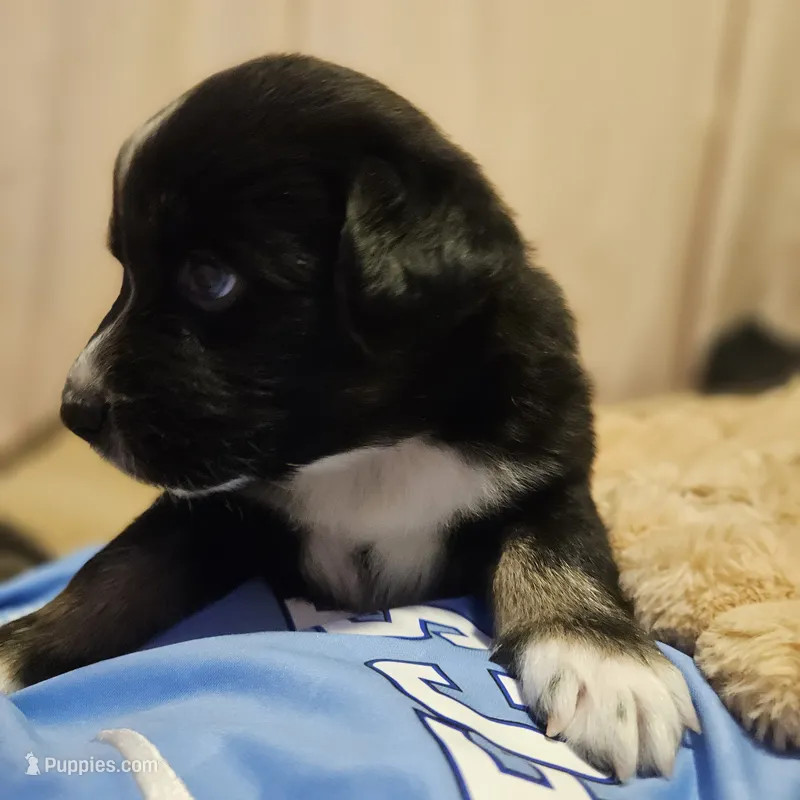 Black Beauty  – Australian Shepherd puppy for sale in Uxbridge, MA