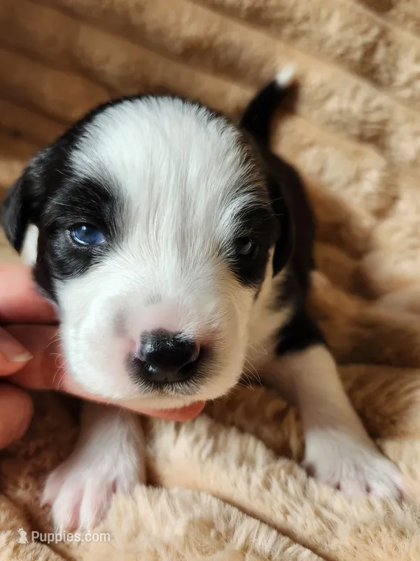 Phantom  – Australian Shepherd puppy for sale in Uxbridge, MA