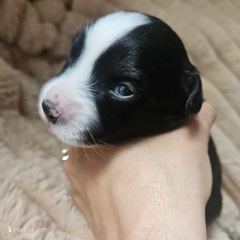 Bella  – Australian Shepherd puppy for sale in Uxbridge, MA