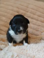 Fiona, a female Australian Shepherd for sale in Uxbridge, MA – 4 of 5