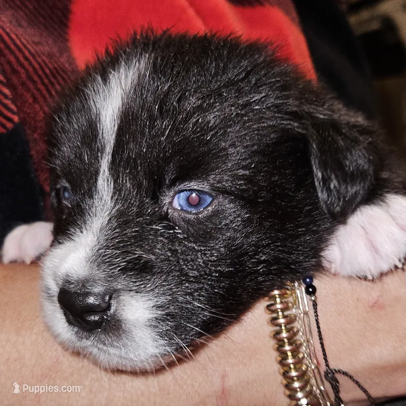 Pepper  – Australian Shepherd puppy for sale in Uxbridge, MA