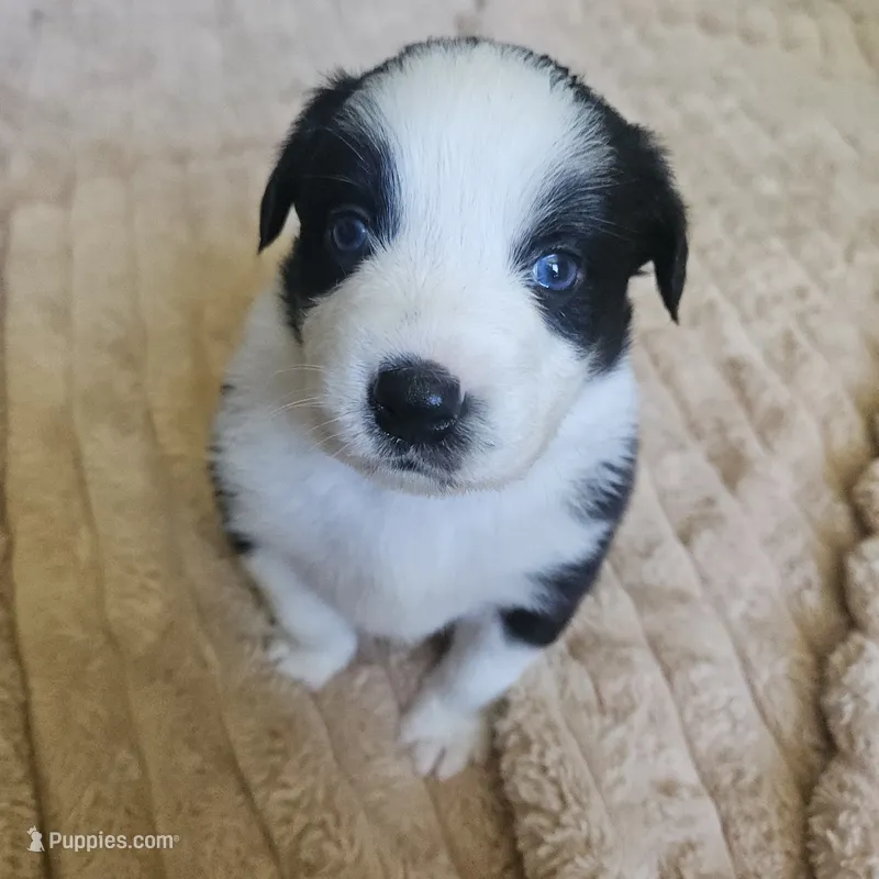 Phantom  – Australian Shepherd puppy for sale in Uxbridge, MA