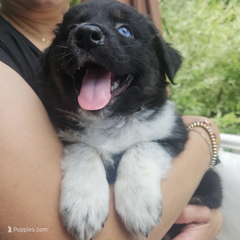 Oreo – Australian Shepherd puppy for sale in Uxbridge, MA