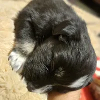 Black Beauty , a female Australian Shepherd for sale in Uxbridge, MA – 5 of 8