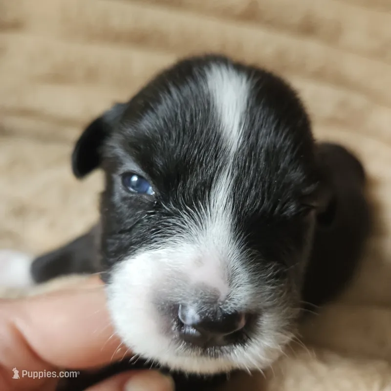 Pepper  – Australian Shepherd puppy for sale in Uxbridge, MA