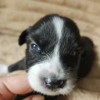 Pepper , a male Australian Shepherd for sale in Uxbridge, MA – 1 of 5