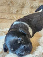 Oreo, a female Australian Shepherd for sale in Uxbridge, MA – 6 of 7