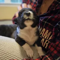 Fiona, a female Australian Shepherd for sale in Uxbridge, MA – 6 of 6