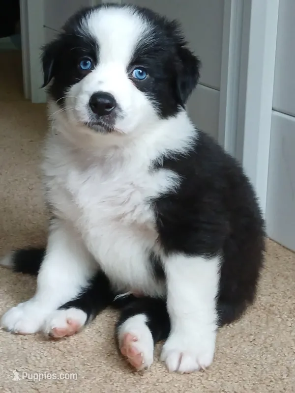 Phantom  – Australian Shepherd puppy for sale in Uxbridge, MA
