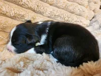 Bella , a female Australian Shepherd for sale in Uxbridge, MA – 4 of 5