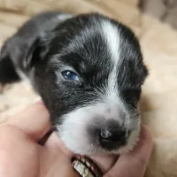 Pepper , a male Australian Shepherd for sale in Uxbridge, MA – 2 of 5