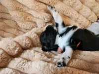 Oreo, a female Australian Shepherd for sale in Uxbridge, MA – 1 of 7