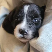 Pepper , a male Australian Shepherd for sale in Uxbridge, MA – 6 of 6