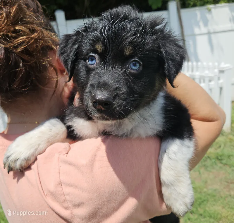 Oreo – Australian Shepherd puppy for sale in Uxbridge, MA
