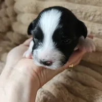 Bella , a female Australian Shepherd for sale in Uxbridge, MA – 2 of 5