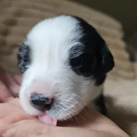 Phantom , a male Australian Shepherd for sale in Uxbridge, MA – 2 of 7