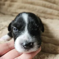 Pepper , a male Australian Shepherd for sale in Uxbridge, MA – 5 of 5