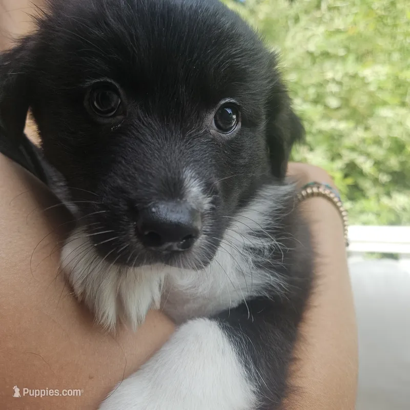 Fiona – Australian Shepherd puppy on hold in Uxbridge, MA