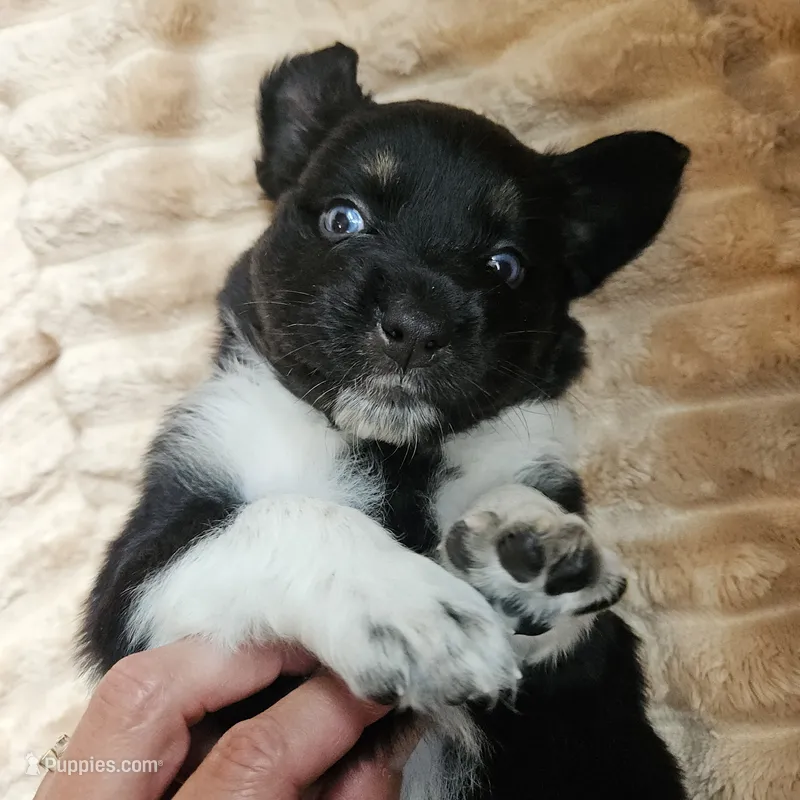 Oreo – Australian Shepherd puppy for sale in Uxbridge, MA